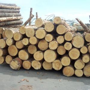  Bois Tropical Gabon Cameroun - bois charbon fibre essences - okoume,  bilinga,  okan,  doussie,  teak,  eucalyptus,  sapelli,  acajou, andoung,  tali,  iroko, padouk.......--sawn timber,  veneer and logs (from cameroon).