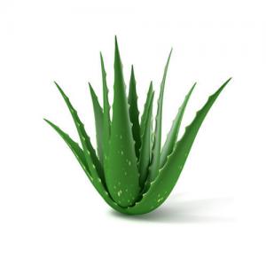  Aloe Vera Barabendis Miller Et Aloe Arborescens - horticulture plante biocarburant vente en gros et demi-gros d'aloe vera barabendis miller et d'aloe arborescens sous forme de plants,  de plantes,  de gel pure alimentaire et cosmétique destiné aux laboratoires.--nos produits proviennent des terres andalouse en espagne,  des îles canaries,  d'italie et de sicile.--i