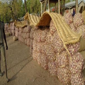  Oignons En Grosse Quantité - fruits et légumes une production d'oignons de qualité,  et de quantité qui peut varier selon la demande. c'est un groupe collectif qui produit et aussi pour les grosses commandes,  compléter chez les producteurs voisins qui constituent un village de producteurs d'oignons. pour toute approche,  l'&ea