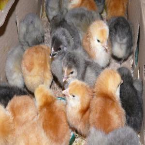  Superbe Poussins De Races Vaccinés - animaux vivants nous vous proposons à la vente de nombreux poussins de différentes races.--ayam cémani--coucou de maline --cochin batam--leghorn doré--appenzeloise--yokohama--poule de soie --géante de jerzey noir ou blanc--orpington fauve--faverolle saumoné--brahma isabelle