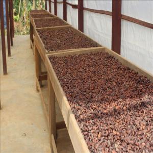  Sun Dried Cacao - coffee cocoa tea hi, --we are a company n&eacute;goce afrique sarl; in the field of tropical forest products.--we currently have 12.500 tons of cocoa in ghana.--we are looking for serious buyers for the sale of our products that are on site in ghana.--so here are the features-----product- sun dried cacao beans gdi.--