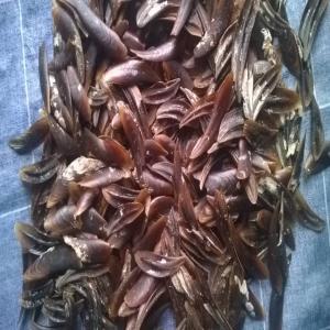  Coquillages Crustacés Pour Laver L'or - coquillage crustacé je dispose  d'une &eacute;norme quantit&eacute;  de coquillages crustac&eacute;s  utilisables pour le lavage de l'or merci de nous contacter