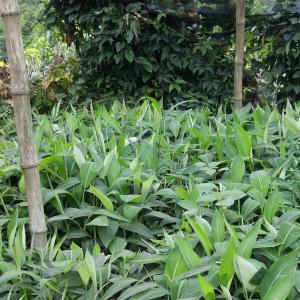  Vente Arbres Fruitiers, Banane-plantain Pif - semence graine plant je suis technicien d'agriculture et chef d'entreprise,  résidant au cameroun. pour tout vos services et achats matériels végétales, je suis là j'en possède. arbres fruitiers,  rejet d'ananas,  bouture manioc,  banane-plantain pif etc... livraison partout au camer