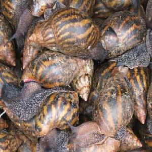 Poudre, bave , sèche et frais d'escargod'afrique  - coquillage crustacé nous mettrons sur le marché ,  les escargots géants d'afrique,  en ces différent dérivé telques- la chaire fraiche,  sec,  et fumé--              la bave d'escargots--              la poudre de coquilles escargot . 
