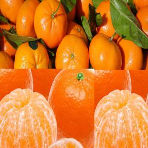  Clémentine Mandarine - fruits et légumes nous sommes à la recherche d'un fournisseur en gros de fruit pour travailler à long terme actuellement nous avons besoin des clémentines qui seront exportés vers l'afrique subsaharienne veuillez nous contacter si vous etes producteur s'il vous plait pas d’intermédi