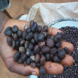  Huile De Palmiste - huiles l huile de palmiste est extraite du noyau du fruit du palmier &agrave; huile par pression &agrave; froid --elle est de qualit&eacute; cosm&eacute;tique pour l'industrie de savonnerie laboratoire de produits cosm&eacute;tique--dispose des documents attestant le respect du r&egrave;glement europ&eacut