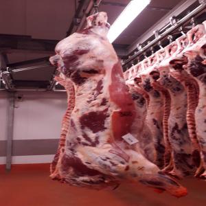  Viande Bovine Halal - viandes et oeufs abattoir specialis&eacute; dans l'abattage et la commercialisation de la viande bovine. nous disposons de viande bovine en carcasse,  en quartiers et la viande bovine d&eacute;soss&eacute;e emball&eacute; sous vide. actuellement,  nous cherchons des clients sur le march&eacute; fran&ccedil;ais et belg