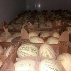  Melon Torpedoes D'ouzbékistan - fruits et légumes nous commercialisons du melon de trés bonne qualité origine d'ouzbékistan et de type  torpedoes . n'hesitez pas à nous contacter pour plus d'informations. 