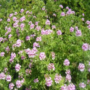 Eau florale de géranium rosat - épices aromates eau florale de géranium--eau florale géranium pure et  100% naturelle sans additifs; pour faire des soins de visage ou soins légers contre le coup de soleil,  la fièvre,  les palpitations du cœur et autres --conditionnement - en vrac
