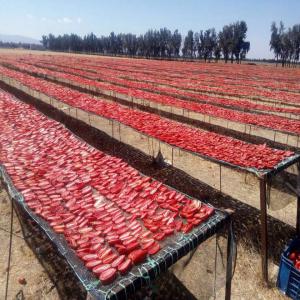  Chercher Des Clients Pour Tomate Séchée - fruits et légumes notre société est une entreprise de séchage des fruits et des légumes qui déploie tous ses efforts pour réunir et former une équipe des compétences capable pour vous fournir des produits de qualité qui répondent aux exigences et n