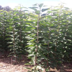  Arbres Fruitiers De Serbie - semence graine plant la pépinière serbe propose de grandes quantités de plantes fruitières telles que pommes,  poires,  cerises,  cerises,  peches,  nectarines,  prunes,  abricots,  coings et noisettes pour l’automne 2019 et le printemps 2020. si vous etes intéressé par nos produits,  n'
