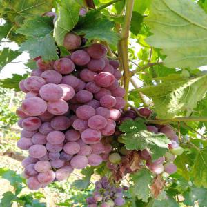  Vente Raisins Rouges - fruits et légumes nous sommes une soci&eacute;t&eacute; d import export des fruits et l&eacute;gumes frais implant&eacute;e au tunisie ,  nous cherchons des clients s&eacute;rieux qui s int&eacute;ressent &agrave; des produits d'exportation alg&eacute;rienne comme les tomates, pomme de terre , ail , poivrons verts , rouge