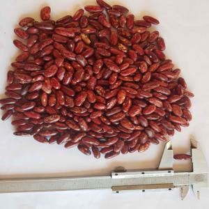  Haricots Rouges Marbrés De Madagascar Marbled - fruits et légumes haricots rouges marbrés ( marbled red bean) de madagascar,  calibre 16, 4mm. sorted & packages in ppn bags.--quantité disponible- 500 tonnes.--récolte (crop)- 2019