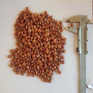  Red Cow Peas Of Madagascar - fruits and vegetables red cow peas sorted of madagascar (lojy mena de madagascar). goog quality crop 2019,  sorted & packaged in ppn bags. --caliber- 9, 7mm--crop- 2019