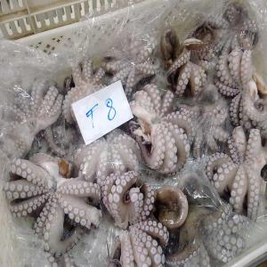  Export Octopus And Squid From Mauritania - fish we are a mauritanian company specialized in international trade of fish (fresh and frozen fish).--we are able to offer very high quality sea products thanks to a powerful local  network(more than 30 production sites and fishing boats), --we can export products all over the world.----currently we have