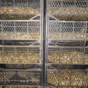  Snails Helix Aspersa Muller/maxima And Caviar - meat and eggs farm complex near kyiv for growing gastronomic snails in conditions close to the natural.--the planned yield in 2019 is 50 tons.--the company's product line---•    live snail (helix aspersa müller and helix aspersa maxima)--•    snail caviar