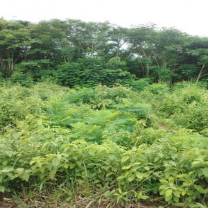  Vente De Terrain - mine terrain concession côte d'ivoire---vente de terrain de 50ha muni d'acd (attestation de cession définitive) dans la localité de toumodi.--véritable opportunité pour tous types de projets---projet immobilier,  création d'entreprise,  création de plantation etc--prix- 2000 fc