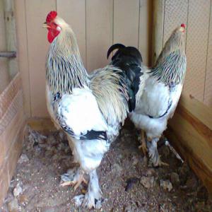  Oeufs Fécondé De La Race Brahma - viandes et oeufs je veux des &oelig;ufs f&eacute;cond&eacute; de la race brahma. soit les poussins si le prix est abordable. la quantit&eacute; voulue est 50 &oelig;ufs ou poussins. je suis au b&eacute;nin; je les veux en fin ao&ucirc;t 2019