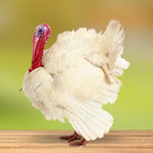  Poussin De Dinde Et Chair Et Oeufs Couvé - animaux vivants nous avons des poussins de dindes et chair  et oeufs a couvé de bonne qualité .--vente pour tous les pays .--