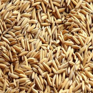 Semence De Riz Pluvial De Madagascar - semence graine plant bonjour, --j'habite à l'île de la réunion et je recherche des semences de riz pluvial de madagascar.--dans un premier temps,  je souhaiterai acheter plusieurs variétés de riz pluvial pour sélectionner la variété que je mettrais en production (selo