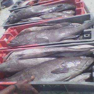  Producteur Et Fournisseur De Poisson Crevette - poissons je mareyeur du senegal je peut fournir en qualite comme en quantite poisson toute genre thont thiof capitaine sardinel crevette langouste gambasse .produire  et livre la calite desire en calite et en qualite merci--