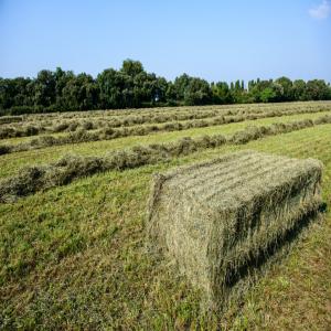  Vends Foin 2019 En Bigs - aliments pour animaux vends foin en bigs,  très belle qualité ,  récolte 2019,  vern sur seiche,  bretagne,  ille et vilaine france