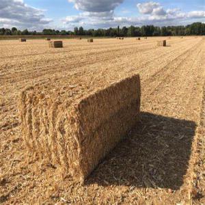  Vends Paille 2019 - matiere vegetale vends paille 2019,  tr&egrave;s belle qualit&eacute;,  vern sur seiche,  ille et vilaine. bretagne. france. 