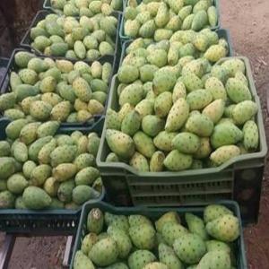  Vente Figues De Barbarie - fruits et légumes nous sommes une soci&eacute;t&eacute; d import export des fruits et l&eacute;gumes frais implant&eacute;e au tunisie ,  nous cherchons des clients s&eacute;rieux qui s int&eacute;ressent &agrave; des produits d'exportation alg&eacute;rienne comme les tomates, pomme de terre , ail , poivrons verts , rouge