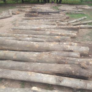  Bois: Teck - bois charbon fibre salut a tous--je dispose des bois de teck pour tout types de travaux en ménuiserie et meme pour vos construction en bois. toutes personnes intéressées peuvent me contacter via mail ou téléphone,  c'est du sérieux.--merci