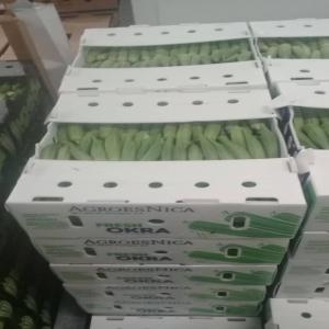  Gombo - fruits et légumes nous avons du gombo de la vari&eacute;t&eacute; cleamson disponible au b&eacute;nin.  nous sommes &agrave; la recherche des acheteurs s&eacute;rieux,  fiables et dynamiques. nous joindre via notre coordonn&eacute;e sera un atout.