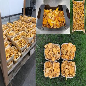  De 10 De Champignons Frais Girolles - champignon levure recherche grossite pour + de 10 tonnes de champignons a vendre ,  transport possible monde et europe ,  champignons ,  boites en bois 3kg,  1kg,  400gr,  250gr,  200g , ou boites noir en carton 3kg, ou 1kg  -----livraison minimum  1/2 camion ou camion --origine lituanie