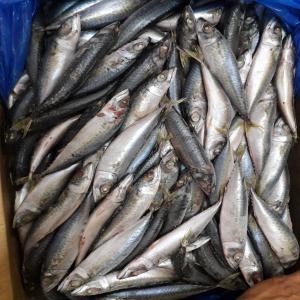  Maquereau Congelé - poissons nous cherchons des clients ponctuels de maquereau congelé différents moule.--pour plus d'informations merci de nous contacter 