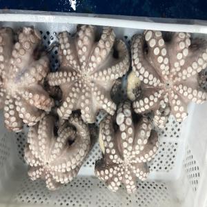 À vendre poulpe iqf et bloc et bien d'autres prod - poissons bonjour, --nous cherchons des clients réguliers pour nos produits de mer suivants pechés en zone atlantique fao 34 / 37 et préparés par nos soins pour vous garantir un produit de première qualité. ---1.- poulpe iqf et bloc--2.- seiche--3.- calamar--4.- sabre-