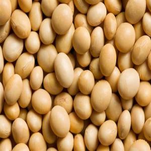  Vente Soja De Bonne Qualité - céréales salut à tous !  nous disposons dans le compte de notre société située au bénin,    une quantité énorme de soja de bonne qualité à des prix concurentiels. 'nous acceptons la visite sur place puis achat de nos clients. --nous acceptons auss