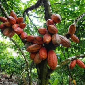  Hevea Cacao Cafe Beurre De Karité Colas - matiere vegetale je vous livre sur commande les différents produits agricoles de votre choix telle que le cacao le café l'hévéa la colas etc