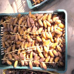  Dattes Recoltes 2019/2020 - fruits secs et graines grillées nous sommes producteur et commerçant de dattes deglet nour,  nous sommes basé au cœur d'oasis au sud tunisien kebili. nous cherchons de clients sérieux,  la qualité de produit est garantie,  service de qualité et prix compétitif contact sur whatsapp a bie