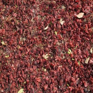  Oseilles Sèches De Bissape - fruits secs et graines grillées nous disposons des d'oseille s&egrave;ches de bissapes de qualit&eacute; sup&eacute;rieures  en quantit&eacute; pouvant avoisiner les 2 tonnes. nous sommes situ&eacute; au b&eacute;nin.--nb- lc (lettre de credit) autoris&eacute;e. 