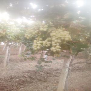  Raisin Pêche - fruits et légumes nous somme une société de commerce international,  nous avons une quantité importante de raisin & pèche de très bon qualité,  certifié.--conditionnement suite une grande société d'emballage et qualité.--