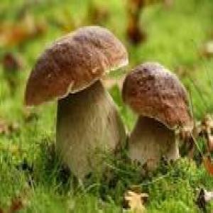  Cherche Boletus Edulis Champignons - champignon levure urgent! gros client cherche des champignons frais comme des c&egrave;pes et girolles en grosses quantit&eacute;s pour etre livr&eacute;s en france.--me contacter. 