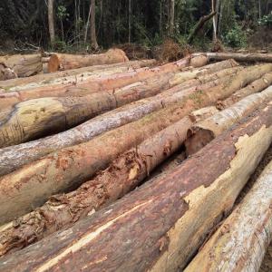 Vente De Bois Débité Du Gabon - Industrie exploitation nous sommes une entreprise spécialisée dans la vente des produits débités (padouk, okoumé,  béli,  tali,  okane,  prorosa etc) des  grumes et la négoce. qui consiste à mettre en relation des acheteurs de bois (toute essences confondu) auprès 