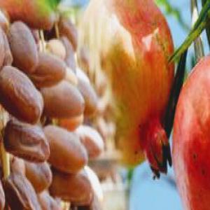  Dates Grenades - fruits et légumes des dates de premier choix et du grenades très bon qualité et calibre,  serons mise en vente dans l'intervalle d'un mois,  notre société d'aujourd'hui déclanche la recherche des bonnes clients,  qui vont etres satisfait de. notre produits et services.