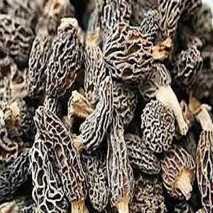  Morilles Séchées (chine) Sans Pied - champignon levure bonjour ! --producteurs des morilles,  c&egrave;pes,  shitak&eacute;s. nous en tenons en stock toute l ann&eacute;e. possibilit&eacute; d entrepris pr&eacute;alables pour du gros volume. r&eacute;colte 2019 prix attractifs,  qualit&eacute;,  quantit&eacute; garantie livraison partout en europe. si vous 