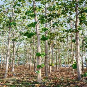  Vente De 32 Hectares De Tecks Soubré, Tiassalé - bois charbon fibre plus de 32 hectares de bois de teck disponible en côte d'ivoire précisément à soubré,  tiassalé et daoukro avec tous les papiers... 