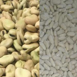  Haricot Blanc Et Vert - céréales nous avons l’honneur de vous présenter  des haricots blanc et vert très haute qualité  production egypte  avec des prix trés intéressant 