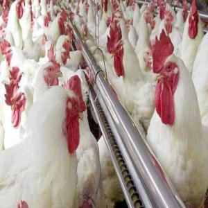  Marché D'oeuf Couver - viandes et oeufs nous avons des marchés de ravitaillement des oeufs a couver en côte d'ivoire.  nous avons besoin de personne ou entreprise  pouvant faire des élevages reproducteurs pour pouvoir satisfaire la demande de nos clients.  quantité de reproducteurs 10.000--contactez nous pour pl