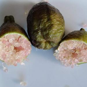  Citron Caviar Produit En Tunisie - fruits et légumes bonjour,  nous somme une ste agricole bas&eacute; en tunisie,  on mets a votre disposition 250 kg de citron caviar l'agrume le plus recherch&eacute; des cuisiniers,  notre esp&egrave;ce rare est produite et cultiv&eacute;e en tunisie. merci de nous contacter par email