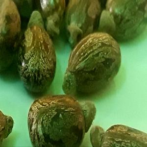  Graines De Ricin - semence graine plant bonjour, --je cultive le ricin et je cherche à faire des affaires aux producteurs (d'huile de ricin ) en quete de matière première...