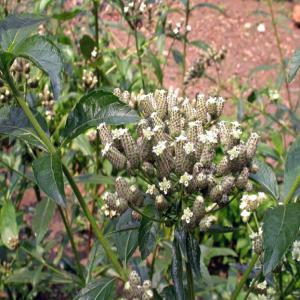  Thé Vert En Gros, Bulukut, Lippia ,multiflora - café cacao thé nous commercialisons du thé vert lippia multiflora séché communement appelé bulukutu en gros de haute qualité origine angola,  conditionnement en vrac,  livraison partout. contactez moi pour plus d'informations.--
