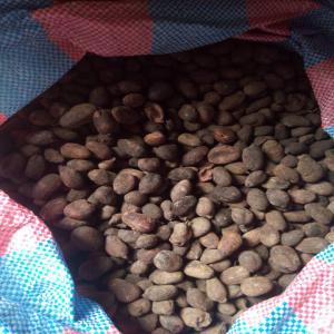  Noix De Karité - fruits secs et graines grillées j'ai plus de 1000 tonnes de noix de karit&eacute; &agrave; vendre au b&eacute;nin avec des graines de s&eacute;same de bonne qualit&eacute;s et je cherche des acheteurs contact moi