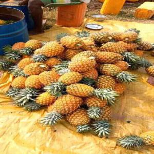  Ananas Frais Biologique Et Conventionnel - jus concentré sirop bonjour cher exportateur --l' afrique exploit fruits relance pour l'ann&eacute;e 2020 c'est activit&eacute;s dans le dans le domaine des fruits l&eacute;gumes en particulier l'ananas ,  l'ananas d&eacute;shydrat&eacute; ,  et jus d'ananas--nous disposons de la cayenne lisse et des pains de sucre -- no